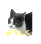おうち猫はなちゃんのスタンプ（個別スタンプ：4）