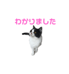 おうち猫はなちゃんのスタンプ（個別スタンプ：5）