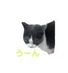 おうち猫はなちゃんのスタンプ（個別スタンプ：8）