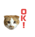 FATCAT3（個別スタンプ：1）