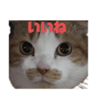 FATCAT3（個別スタンプ：2）