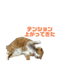 FATCAT3（個別スタンプ：3）