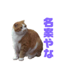 FATCAT3（個別スタンプ：4）