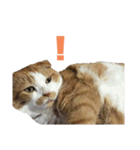 FATCAT3（個別スタンプ：5）