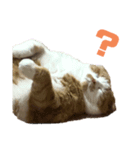 FATCAT3（個別スタンプ：6）