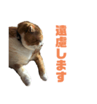 FATCAT3（個別スタンプ：8）