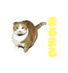 FATCAT3（個別スタンプ：9）