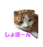 FATCAT3（個別スタンプ：10）