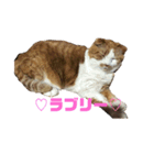 FATCAT3（個別スタンプ：11）