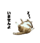 FATCAT3（個別スタンプ：12）