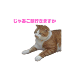 FATCAT3（個別スタンプ：15）