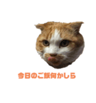FATCAT3（個別スタンプ：16）