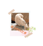 使える！しろちゃん（個別スタンプ：5）