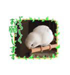 使える！しろちゃん（個別スタンプ：6）