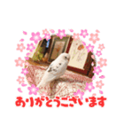 使える！しろちゃん（個別スタンプ：7）