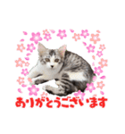 stellaちゃん（個別スタンプ：3）