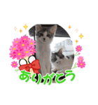stellaちゃん（個別スタンプ：9）