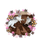 stellaちゃん（個別スタンプ：13）