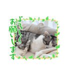 stellaちゃん（個別スタンプ：22）