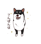 柴犬(黒)1（個別スタンプ：3）