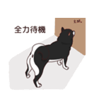 柴犬(黒)1（個別スタンプ：7）