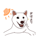 柴犬(白)1（個別スタンプ：1）