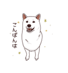 柴犬(白)1（個別スタンプ：3）