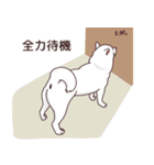 柴犬(白)1（個別スタンプ：7）