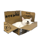 ねこコケけいととらがらラムネ2（個別スタンプ：30）