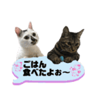 ねこコケけいととらがらラムネ2（個別スタンプ：40）