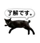 黒猫ぶりこの了解スタンプ（個別スタンプ：6）