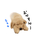 ゴールデンレトリバーのアリス（個別スタンプ：3）