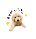 ゴールデンレトリバーのアリス（個別スタンプ：5）