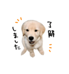 ゴールデンレトリバーのアリス（個別スタンプ：6）