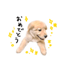 ゴールデンレトリバーのアリス（個別スタンプ：9）