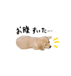 ゴールデンレトリバーのアリス（個別スタンプ：11）