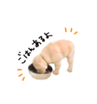 ゴールデンレトリバーのアリス（個別スタンプ：12）