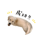 ゴールデンレトリバーのアリス（個別スタンプ：20）
