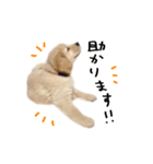 ゴールデンレトリバーのアリス（個別スタンプ：22）