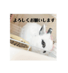 実家のボススタンプ（個別スタンプ：3）