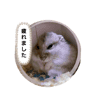 ハムちゃんの日常①（個別スタンプ：6）