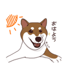 柴犬(茶)1（個別スタンプ：1）