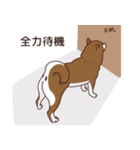 柴犬(茶)1（個別スタンプ：7）