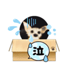 cocoのきまぐれスタンプNO.7（個別スタンプ：11）