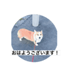 北海道コーギーのりんちゃん（個別スタンプ：1）