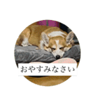 北海道コーギーのりんちゃん（個別スタンプ：2）