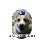 北海道コーギーのりんちゃん（個別スタンプ：3）