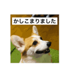北海道コーギーのりんちゃん（個別スタンプ：4）