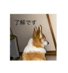北海道コーギーのりんちゃん（個別スタンプ：5）
