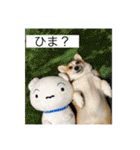 北海道コーギーのりんちゃん（個別スタンプ：6）